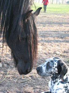 paard en hond - opleiding animal health coach