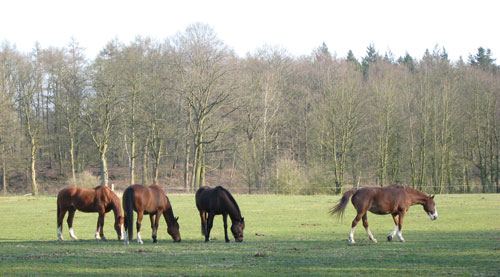 opleiding animal health coach - paarden